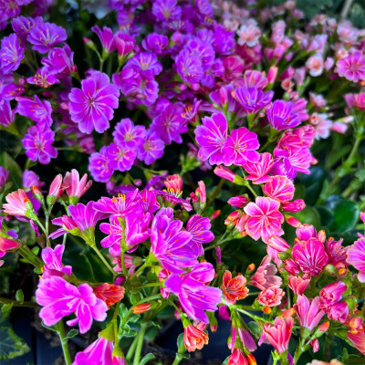 Lewisia Mountain Dreams Ghiveci P10.5 10-15cm - Bulbshop