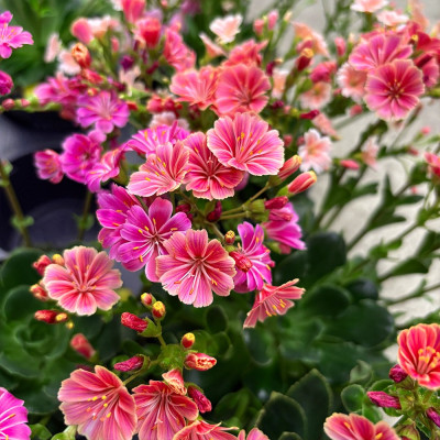 Lewisia Mountain Dreams (Roz) Ghiveci P10.5 10-15cm - Bulbshop
