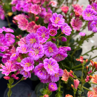 Lewisia Mountain Dreams (Mov) Ghiveci P10.5 10-15cm - Bulbshop