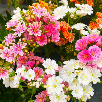 Set 3 x Lewisia Mountain Dreams Mix Ghiveci P10.5 10-15cm - Bulbshop