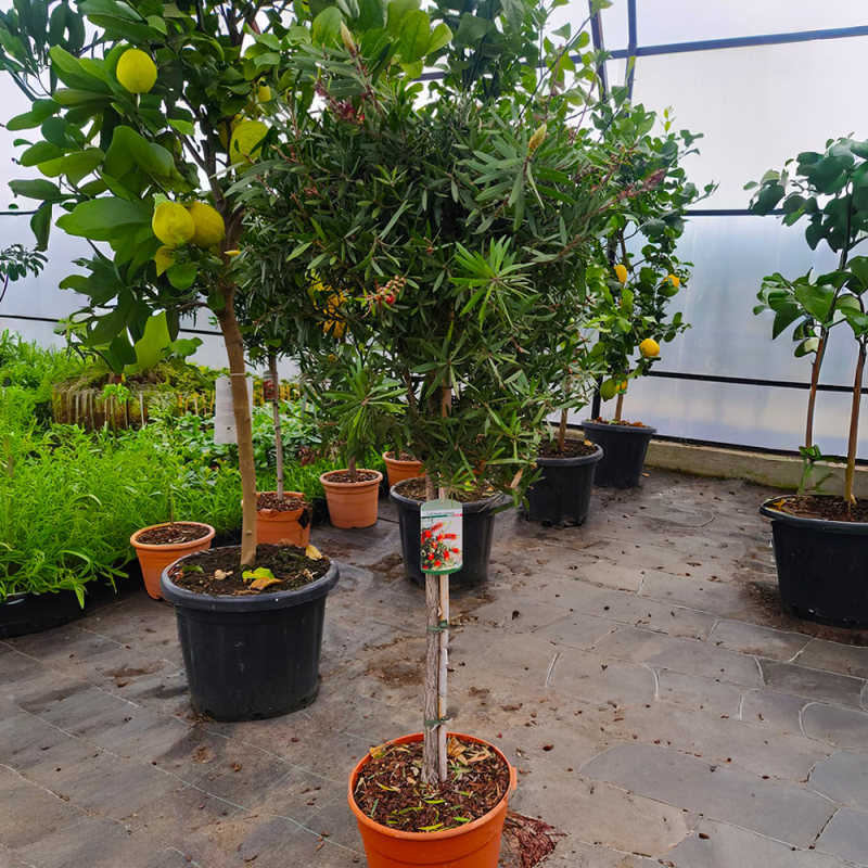 Callistemon Red Rocket Pomișor Ghiveci 7L 90-100cm - Bulbshop
