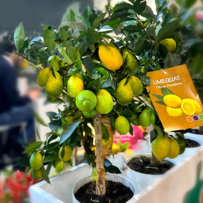 Lămâi la Ghiveci 50-60 cm cu Fruct - Ghiveci 5L - Bulbshop