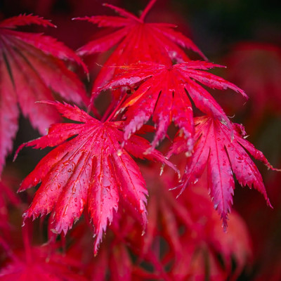 Arțar Japonez Roșu Acer Atropurpureum P9 20-30cm - Bulbshop
