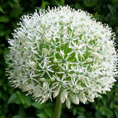 Alium "White Giant" | Bulbi de Flori PREMIUM |  Bulbshop.ro