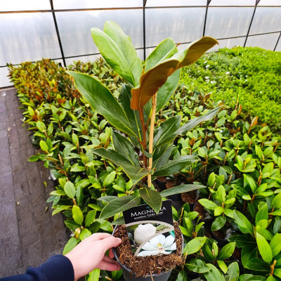 Magnolie Grandiflora Little Gem 2L 40-50cm - Veșnic Verde - Bulbshop