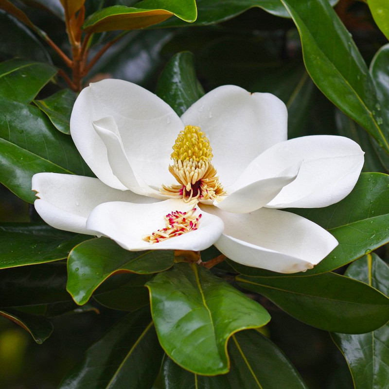 Magnolie Grandiflora Little Gem 2L 40-50cm - Veșnic Verde - Bulbshop