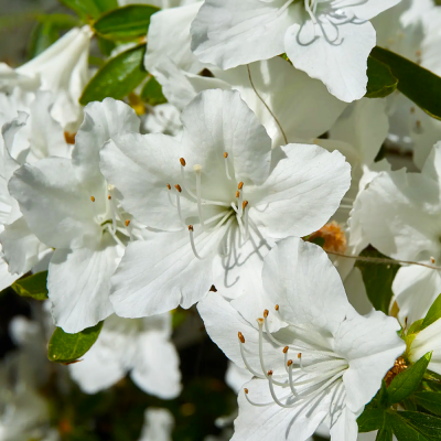 Azalee Japoneză Albă Pleasant White 5L 40-60cm - Bulbshop
