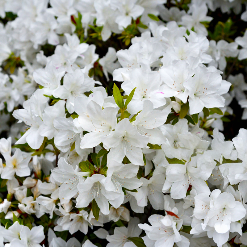 Azalee Japoneză Albă Pleasant White 5L 40-60cm - Bulbshop