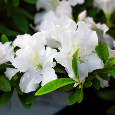 Azalee Japoneză Albă Pleasant White 5L 40-60cm - Bulbshop