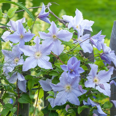 Clematis "Blue Angel" (Albastru-Cerulean) - Ghiveci 2L