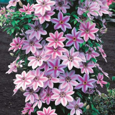Clematis "Pink Angel" (Roz Pastel Ondulat) - Ghiveci 2L - H 40-60 cm