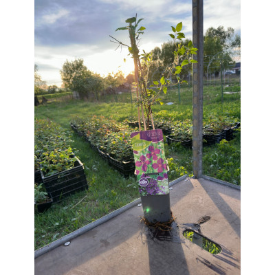 Clematis Viticella "Violacea" (Mov Profund) - Ghiveci 2L