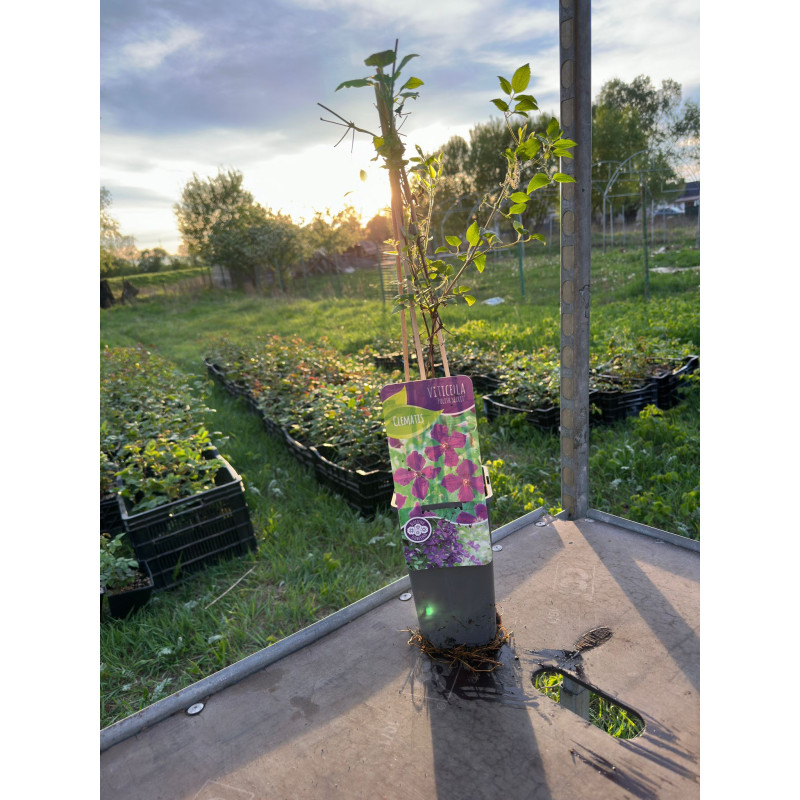 Clematis Viticella "Violacea" (Mov Profund) - Ghiveci 2L