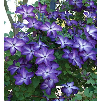Clematis Viticella "Violacea" (Mov Profund) - Ghiveci 2L