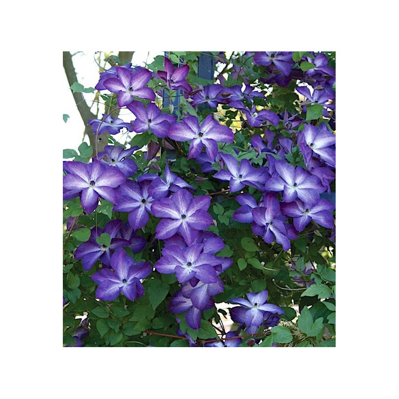 Clematis Viticella "Violacea" (Mov Profund) - Ghiveci 2L