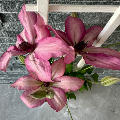 Clematis "Giselle" (Roz-Lila Stelat) - Ghiveci 2L