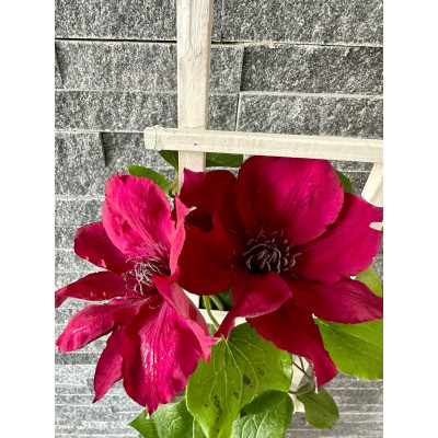 Clematis "Nubia" (Roșu Închis Catifelat) - Ghiveci 2L