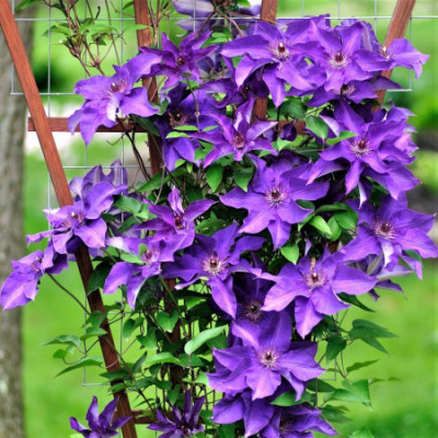 Clematis "Jackmanii" (Mov Violet Intens) - Ghiveci 2L