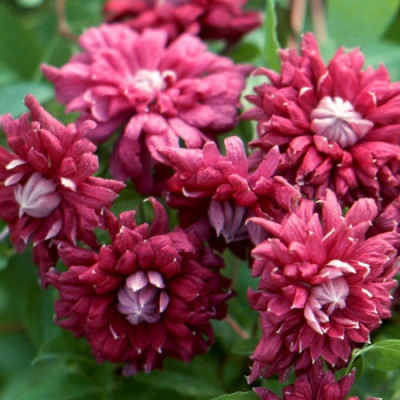 Clematis "Red Star" (Bătut Roșu) - Flori Duble - Ghiveci 2L