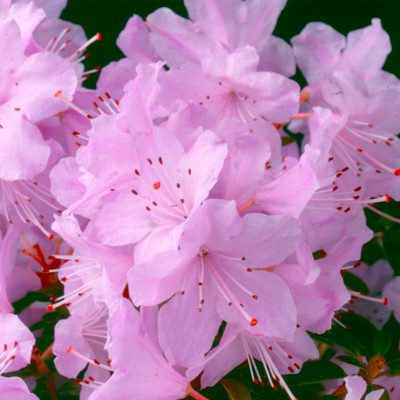 Azaleea (Rhododendron) 'Snipe' - Ghiveci 5L - H 50-60 cm - Bulbshop