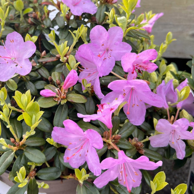 Azaleea (Rhododendron) 'Snipe' - Ghiveci 5L - H 50-60 cm - Bulbshop