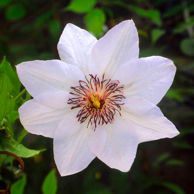 Clematis "Miss Bateman" (Albă) - Ghiveci 2 L - H 50-60 cm