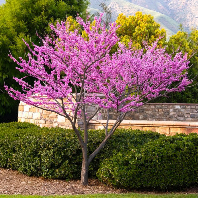 Cercis canadensis - Arborele lui Iuda - Ghiveci 4L - BulbShop