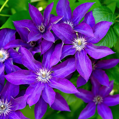 Clematis - Clematită "The President" - Ghiveci 2L - BulbShop