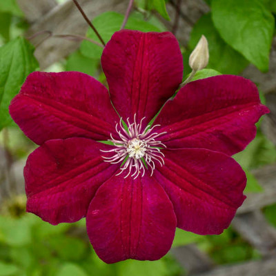 Clematis - Clematită "Rouge Cardinal" - Ghiveci 2L - BulbShop