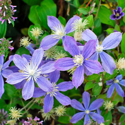 Clematis - Clematită "Arabella" - Ghiveci 2L - BulbShop