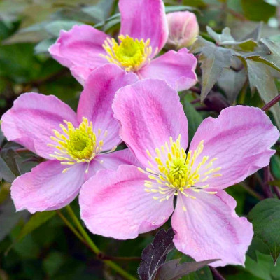 Clematis - Clematită "Rubens" - Ghiveci 2L - BulbShop