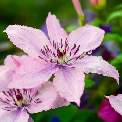 Clematis - Clematită "Hagley Hybrid" - Ghiveci 2L - BulbShop