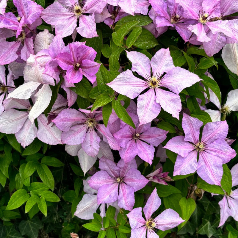 Clematis - Clematită "Hagley Hybrid" - Ghiveci 2L - BulbShop