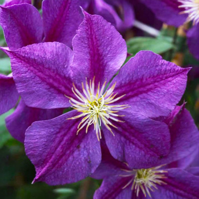 Clematis - Clematită "Star of India" - Ghiveci 2L - BulbShop