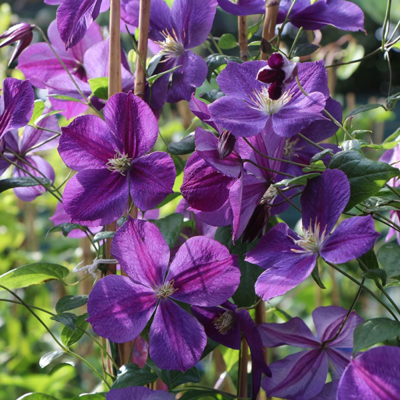 Clematis - Clematită "Star of India" - Ghiveci 2L - BulbShop