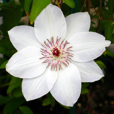 Clematis - Clematită "Miss Bateman" - Ghiveci 2L - BulbShop