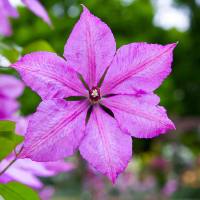 Clematis - Clematită "Margaret Hunt" - Ghiveci 2L - BulbShop