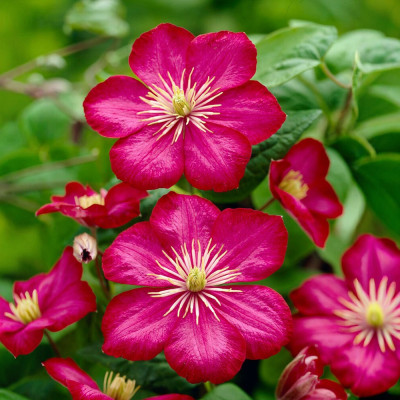 Clematis - Clematită "Ville de Lyon" - Ghiveci 2L - BulbShop