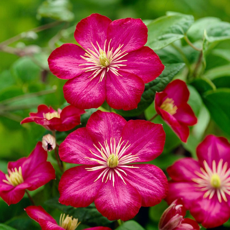 Clematis - Clematită "Ville de Lyon" - Ghiveci 2L - BulbShop