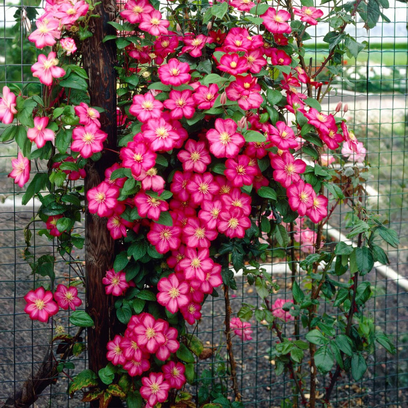 Clematis - Clematită "Ville de Lyon" - Ghiveci 2L - BulbShop