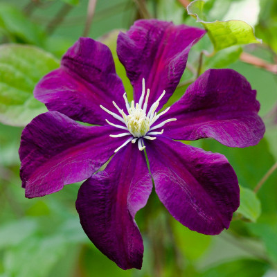 Clematis - Clematită "Warszawska Nike" - Ghiveci 2L - BulbShop