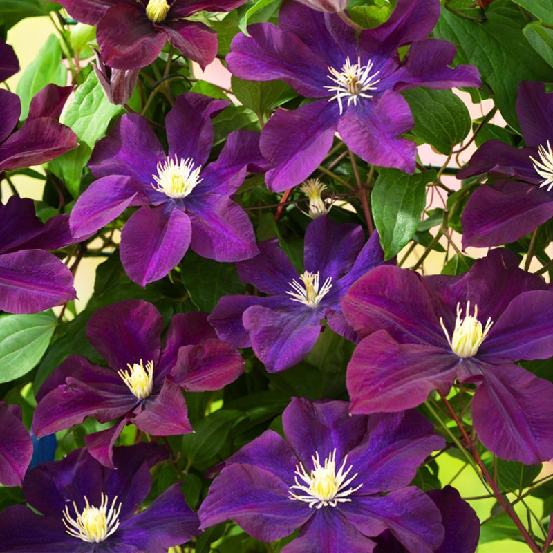 Clematis - Clematită "Warszawska Nike" - Ghiveci 2L - BulbShop