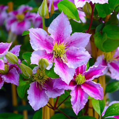 Clematis - Clematită "Piilu" - Ghiveci 2L - BulbShop