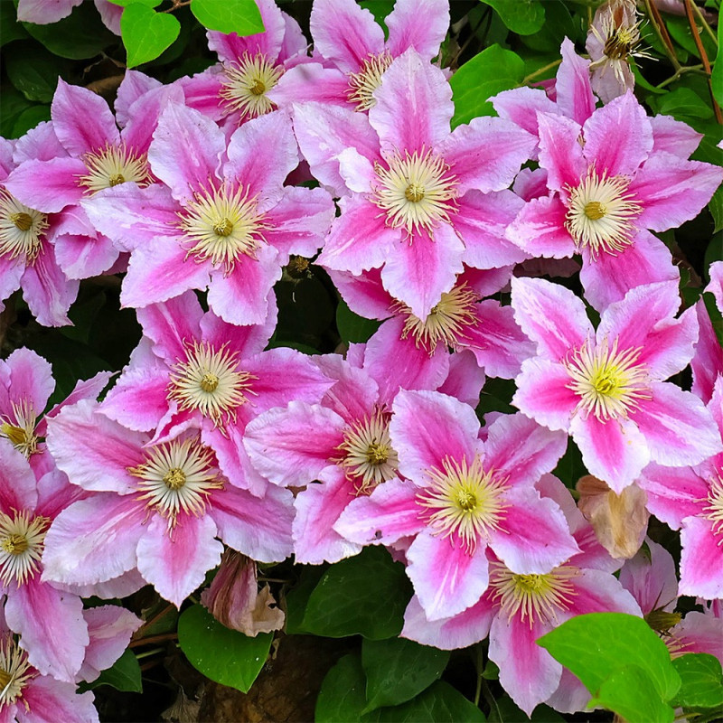 Clematis - Clematită "Piilu" - Ghiveci 2L - BulbShop