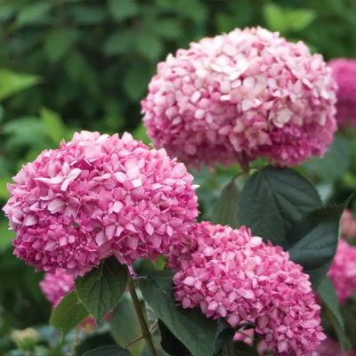 Hortensie Pink Annabelle Ghiveci 2L 15-20cm - Bulbshop.ro