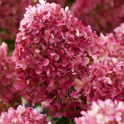 Hortensie Macrophylla Little Rossi Ghiveci 2L 15-20cm - Bulbshop.ro