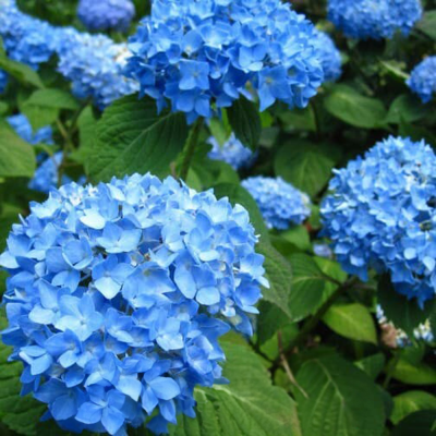Hortensie Macrophylla Blue Summer Ghiveci 2L 15-20cm - Bulbshop.ro