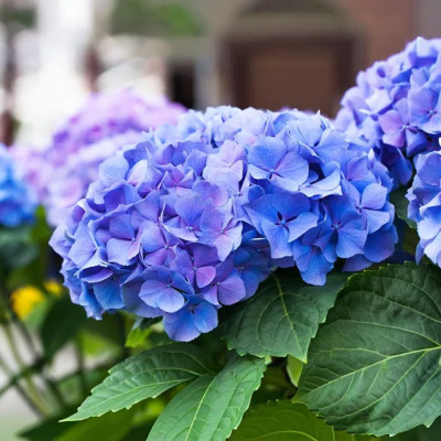 Hortensie Let's Dance Blue Jangles Ghiveci 2L 15-20cm - Bulbshop.ro