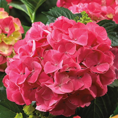 Hortensie Macrophylla Red Sensation Ghiveci 2L 15-20cm - Bulbshop.ro