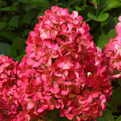 Hortensie Paniculata Fraise Melba Ghiveci 2L 15-20cm - Bulbshop.ro
